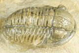 Detailed Gerastos Trilobite Fossil - Morocco #363932-2
